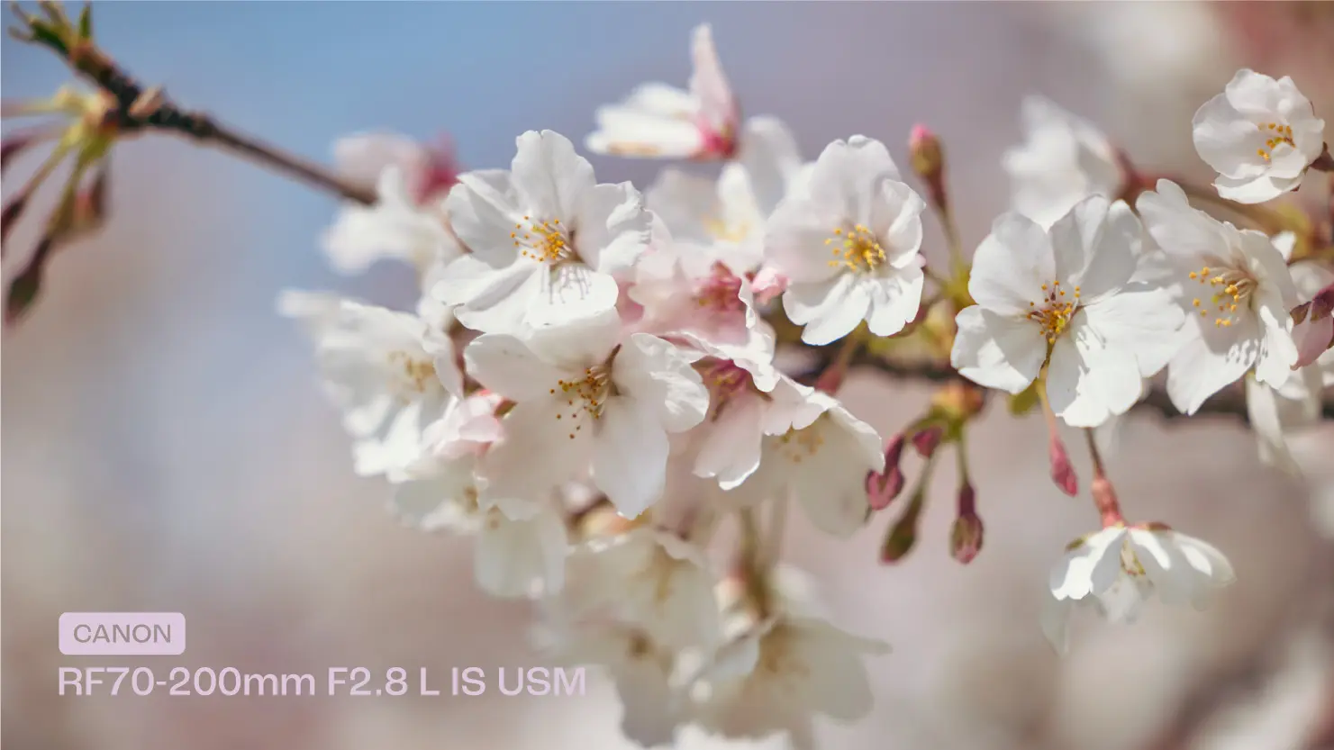 スナップで使えるナナニッパ Rf70 0mm F2 8 L Is Usmを購入しました Yorumiru